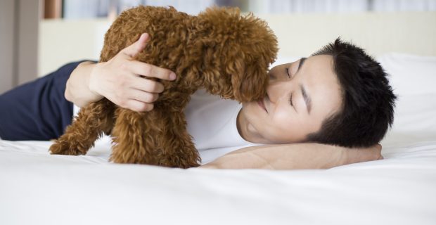 Young man playing with a pet poodle at home