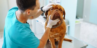 Young man veterinarian examining dog on table in veterinary clinic. Medicine,animals, health care