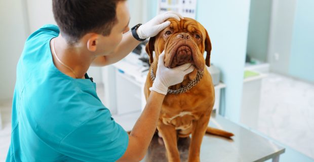 Young man veterinarian examining dog on table in veterinary clinic. Medicine,animals, health care