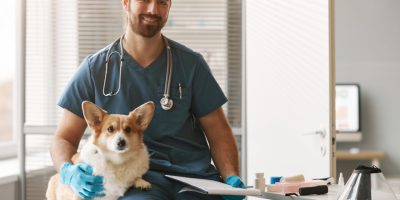 Concursos para médicos-veterinários: estratégias para conquistar a vaga