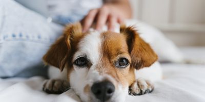 young woman on bed cuddling jack russell dog. Love for animals. Lifestyle