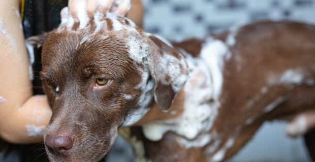 Como dar banho nos cães em casa