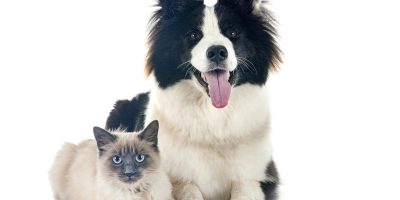 young Yakutian Laika and siamese cat