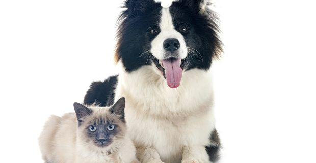 young Yakutian Laika and siamese cat