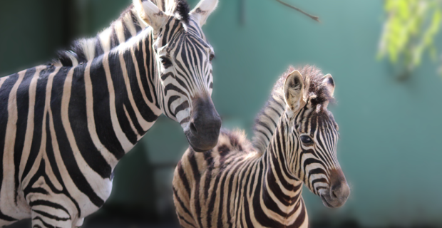 zebra