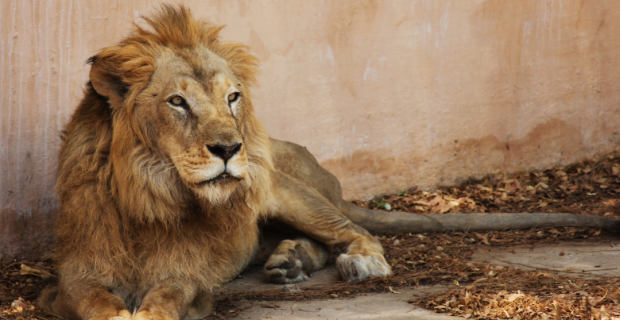 zoo x santuário