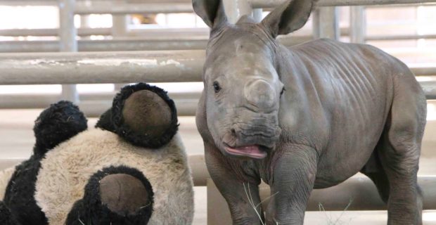 zoológico de San Diego