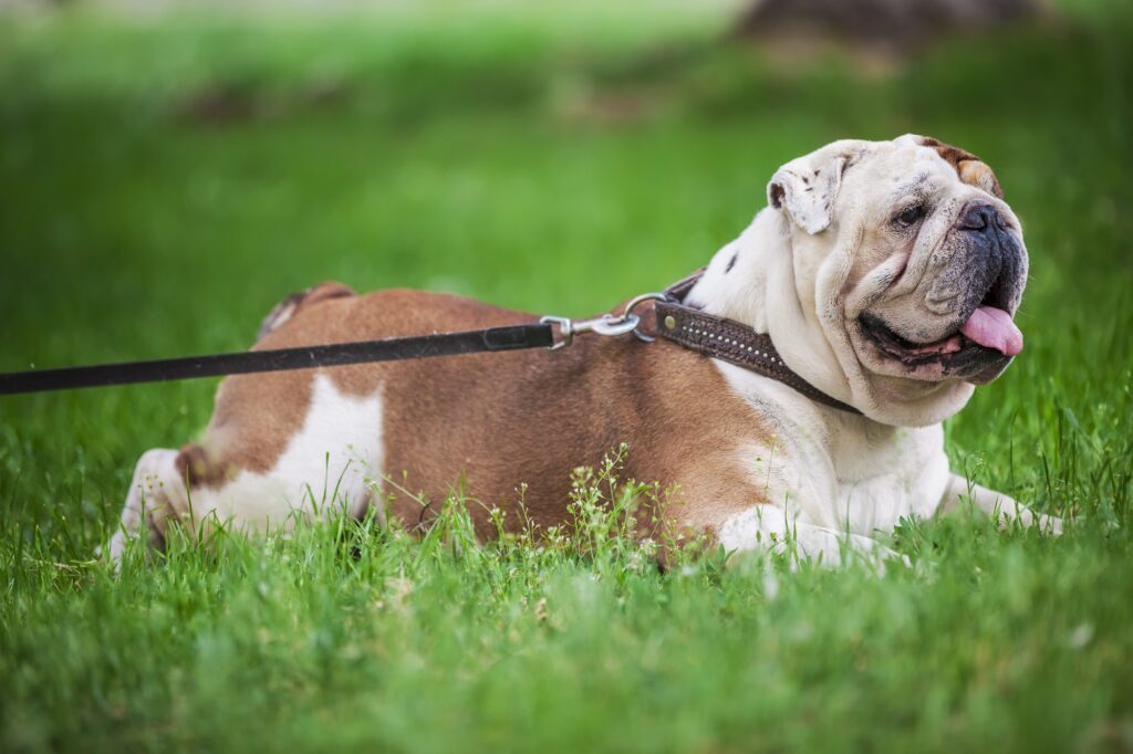 English bulldog lying on the lawn