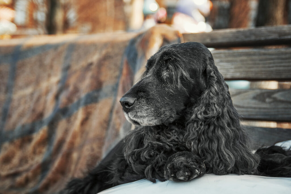 Pílula da longevidade para cães: o que o IGF1 e os remédios LOY001 e LOY002 realmente significam para a vida dos cães