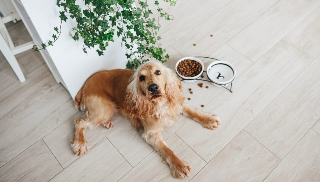 English cocker spaniel dog eating food from ceramic bowl