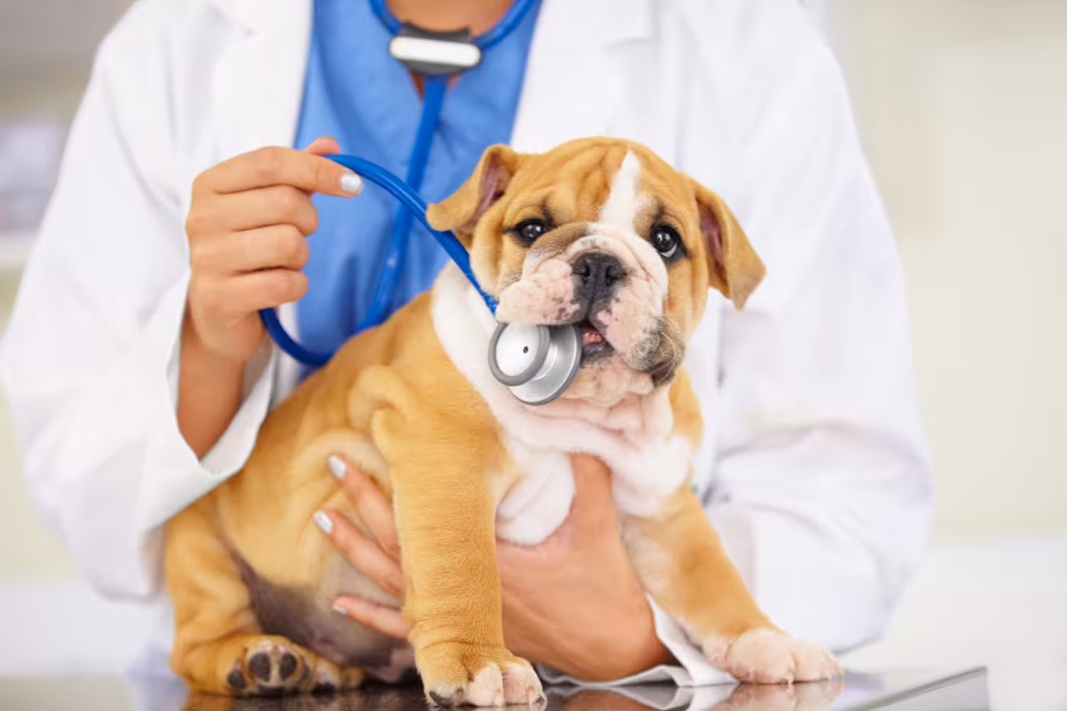 Por que precisamos nos preocupar com o coração dos pets?