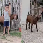 Amizade entre menino e bode viraliza e vira livro que deve chegar às escolas