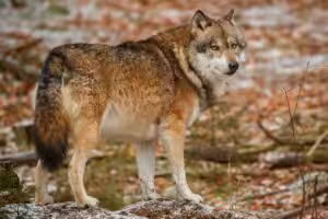 Caça e perda de habitat aceleram extinção de animais nos EUA