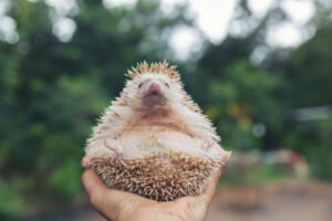 Hedgehog