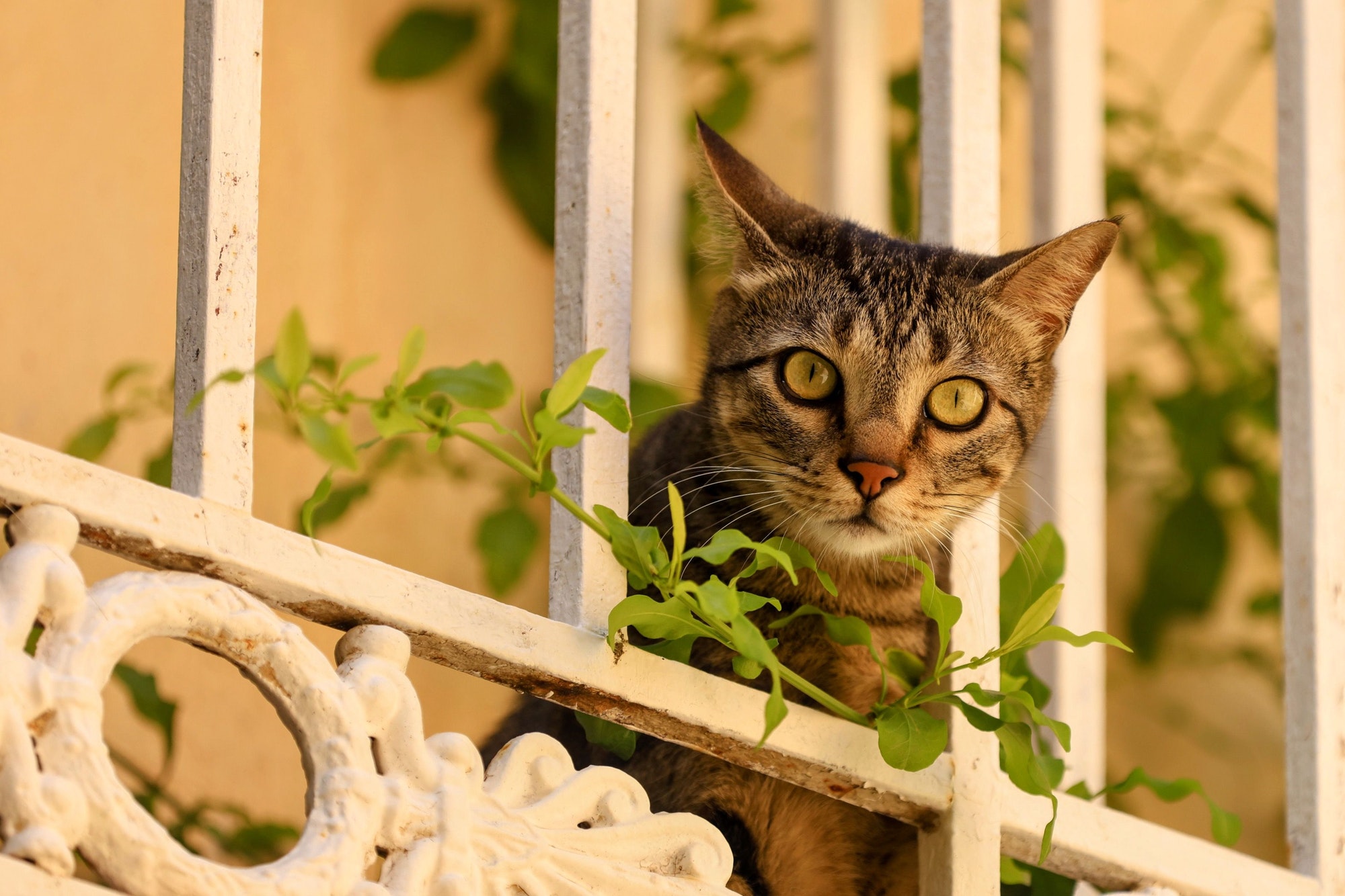 European shorthair cat looking from a balcony