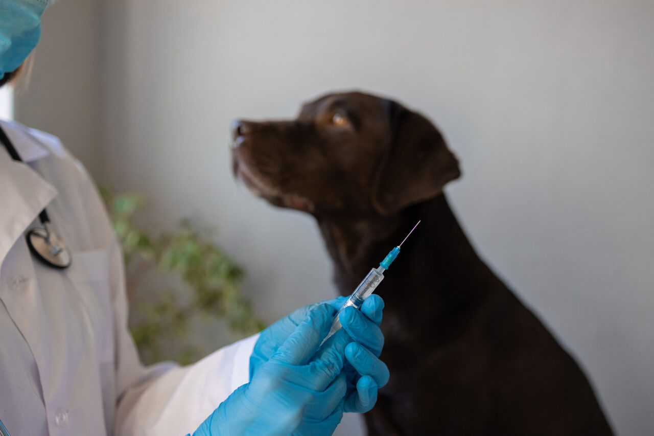 Dia Nacional da Imunização: por que vacinar cães e gatos é tão importante