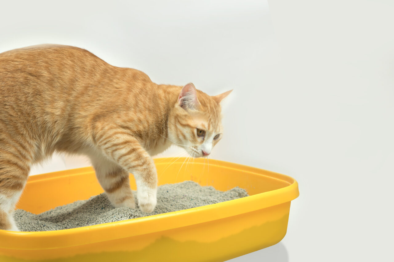 Quando as fezes ditam comportamentos em felinos