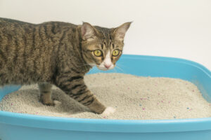 gato areia