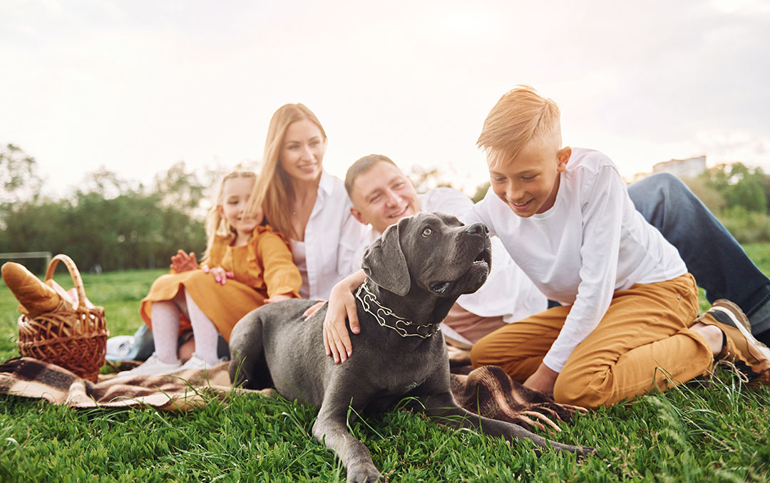 Família e pets Cães e Gatos