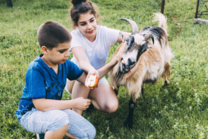 Dia Nacional dos Animais: data reforça importância do bem-estar e da proteção animal
