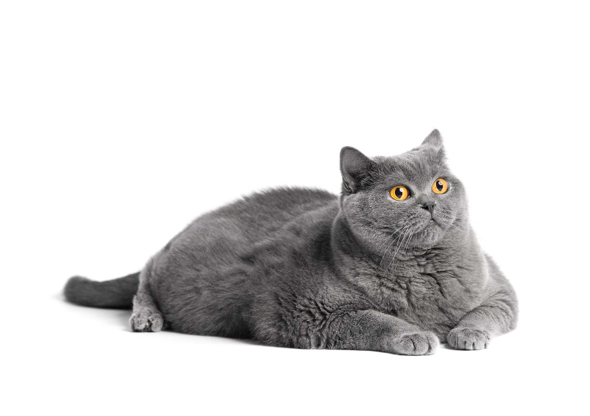 Fat British shorthair cat lies in front of white background