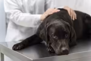 Otite e surdez em cães e gatos: qual é a relação?