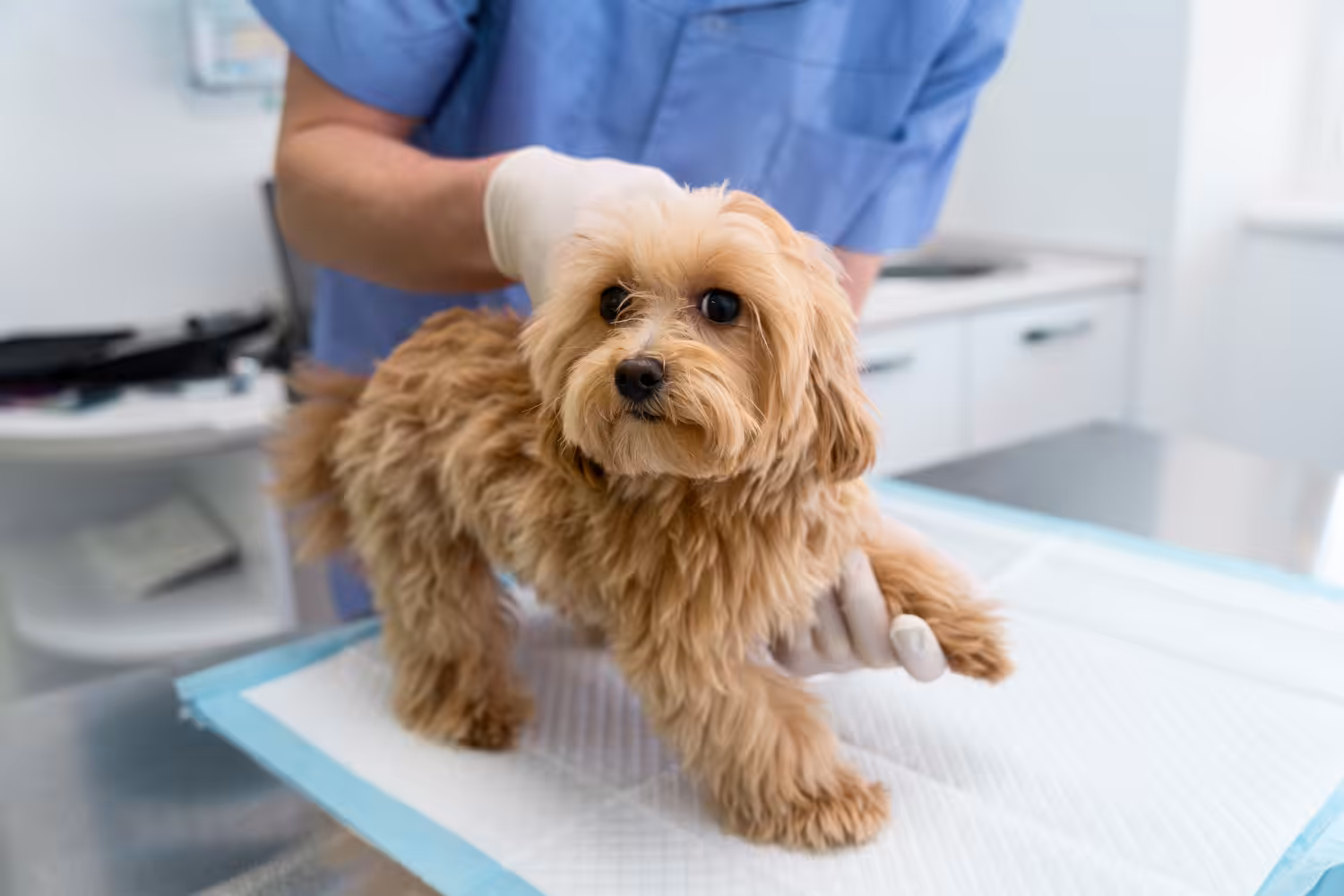 Faculdade Una realiza atendimentos veterinários em Pouso Alegre (MG)