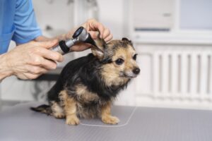 Citologia otológica: como o exame ajuda a diagnosticar e tratar otite em cães e gatos