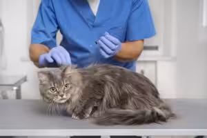 Reações pós-vacinais mais comuns em pets