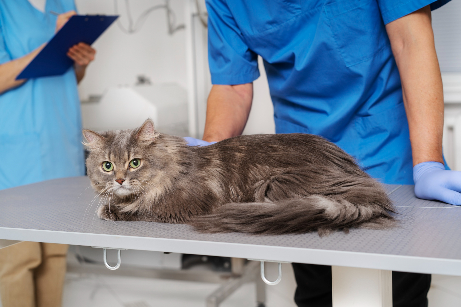 gato no veterinário