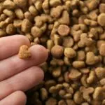 Ingredientes premium impulsionam avanço da nutrição pet