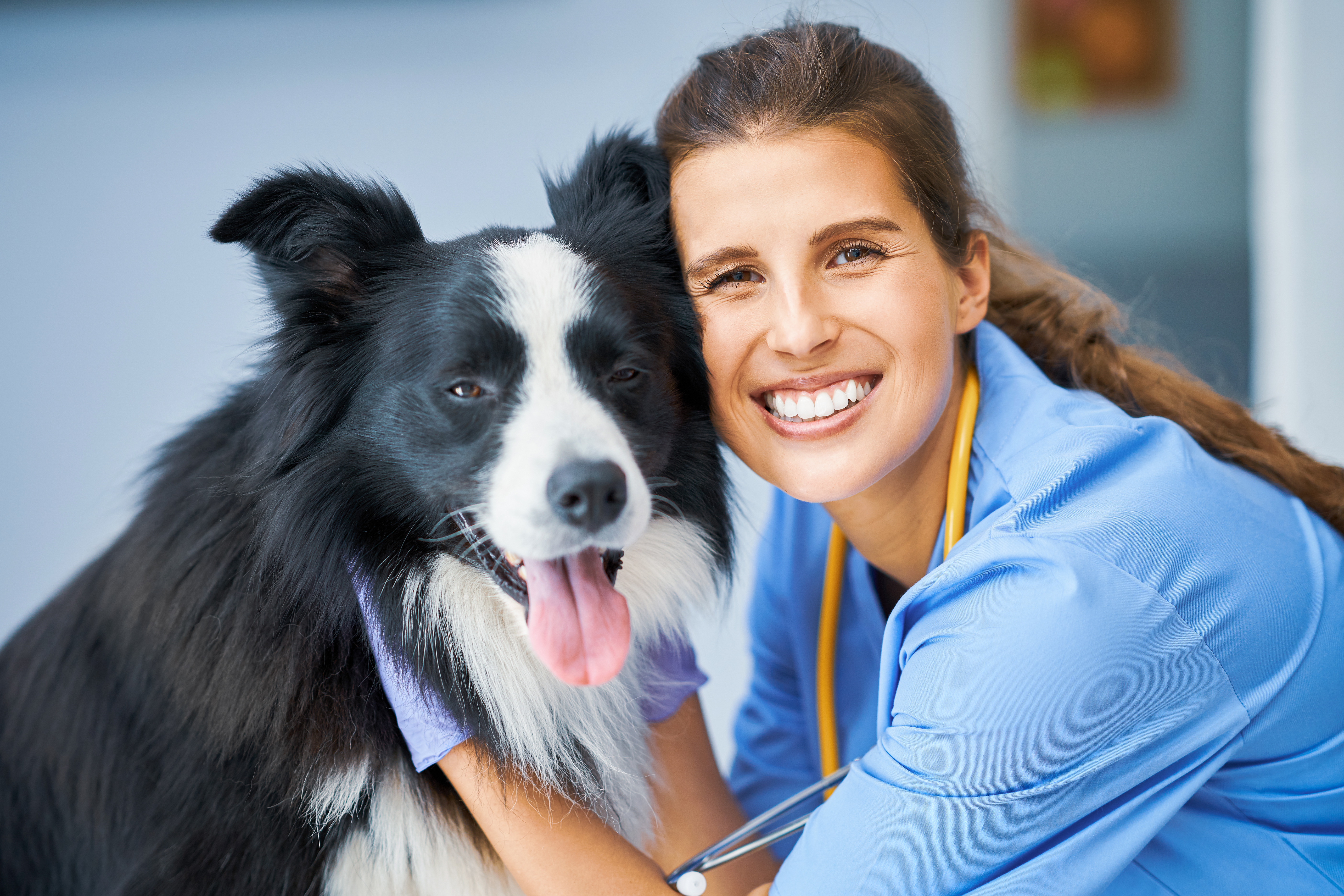 Female vet examining a dog in clinic