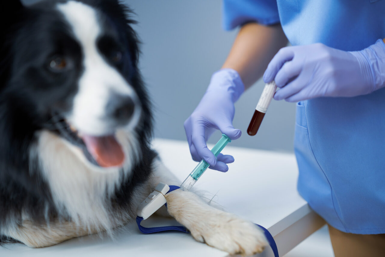 Baixo estoque nos bancos de sangue veterinários acende sinal de alerta no DF