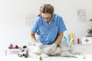 coração dos cães 