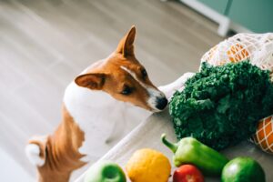 Ceia especial para pets: aprenda a montar um cardápio seguro e nutritivo