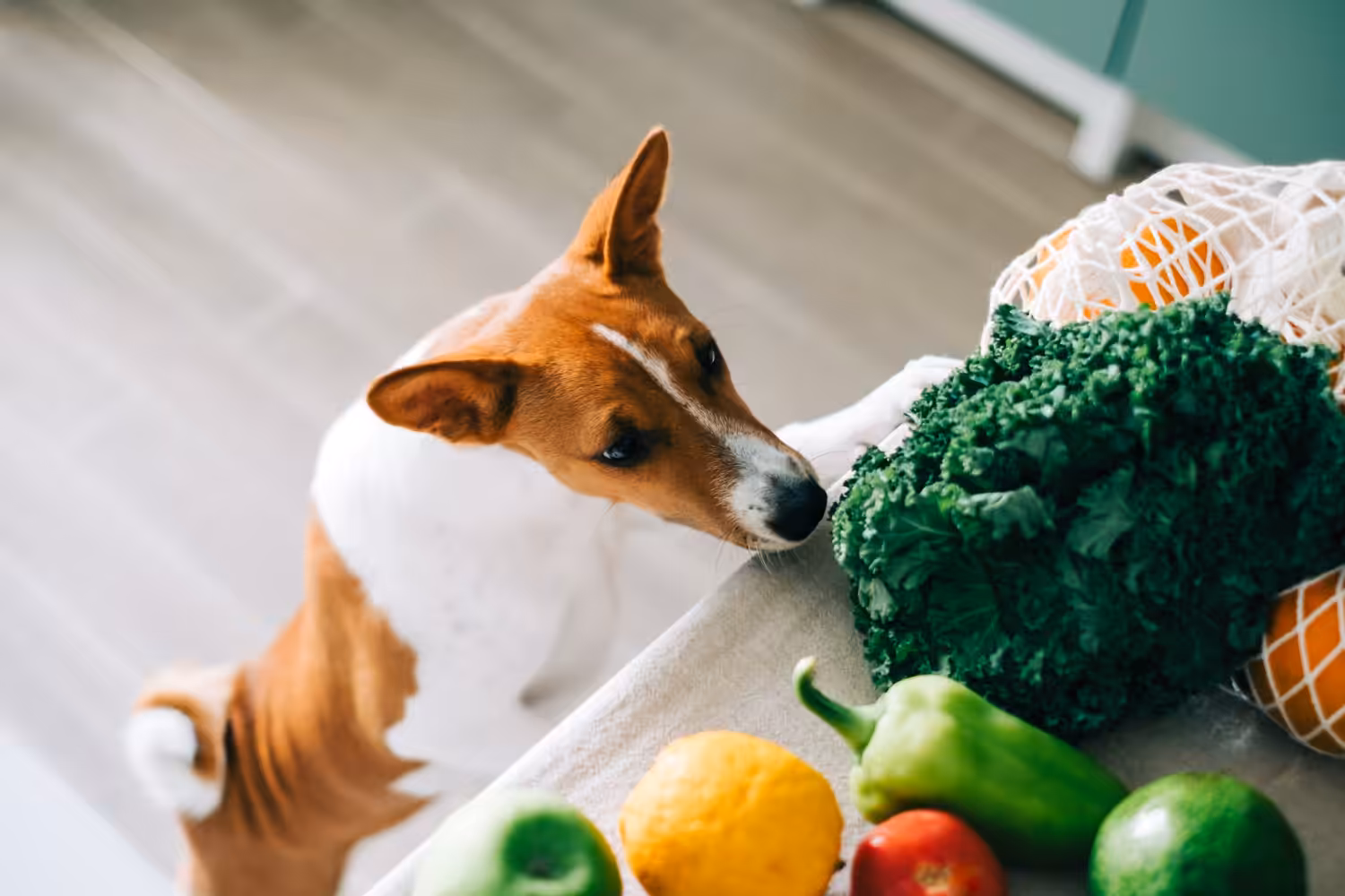 Veterinário lista benefícios de alimentação e petiscos naturais para os pets