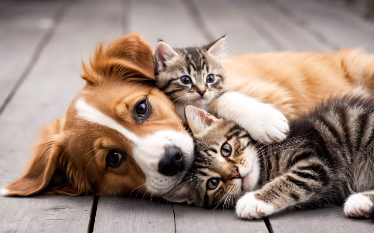 Dia Nacional dos Animais: Guabi Natural promove reflexão sobre adoção responsável e cuidados com pets