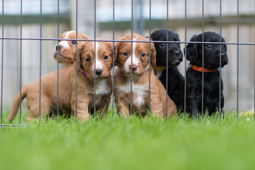 Infecção por Herpesvírus tipo I (CHV-1) em canil destaca a relevância do diagnóstico precoce