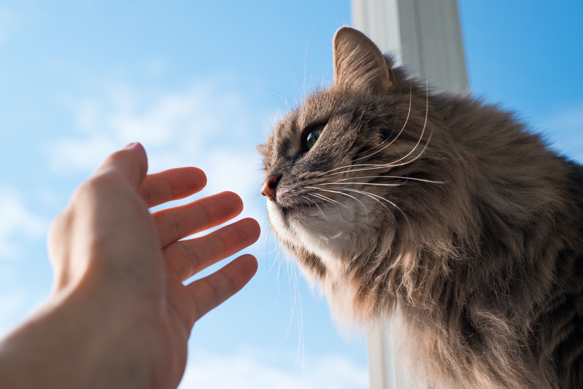 Fluffy cat sniffing human hand, close-up. Gray green-eyed cat of the Siberian breed indoors against