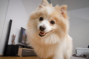 Fluffy pomeranian dog on wooden floor portrait