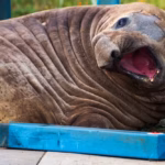 Neil, a foca-elefante de 1 tonelada que viralizou ao parar ruas na Austrália