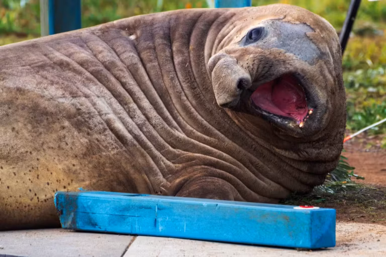 Neil, a foca-elefante de 1 tonelada que viralizou ao parar ruas na Austrália