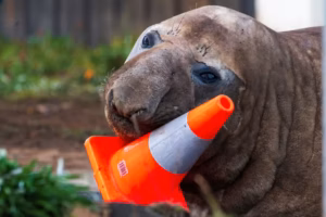 foca-elefante