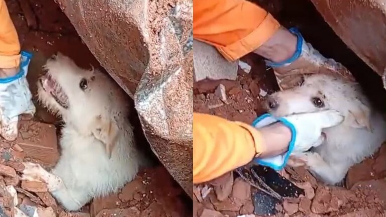Tragédia em Minas Gerais deixa muitos pets mortos e sem os responsáveis