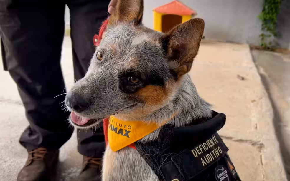 Cão surdo é treinado para atender crianças com deficiência auditiva no interior de São Paulo