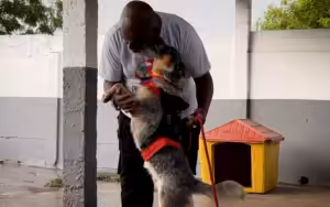 Cão surdo é treinado para atender crianças com deficiência auditiva no interior de São Paulo