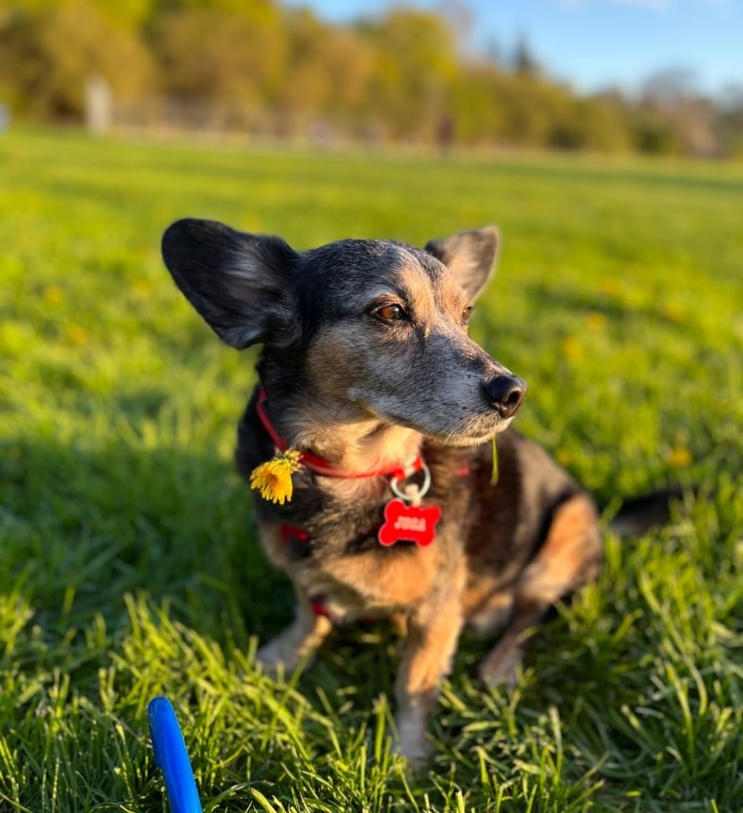 cão perdido RS