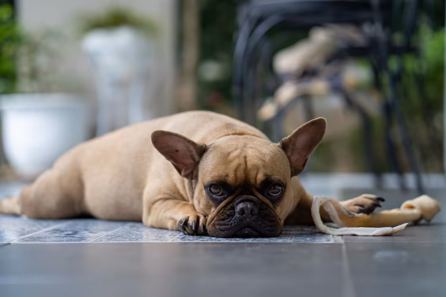 Abrigos no Reino Unido discutem eutanásia de cães braquicefálicos diante de crise financeira