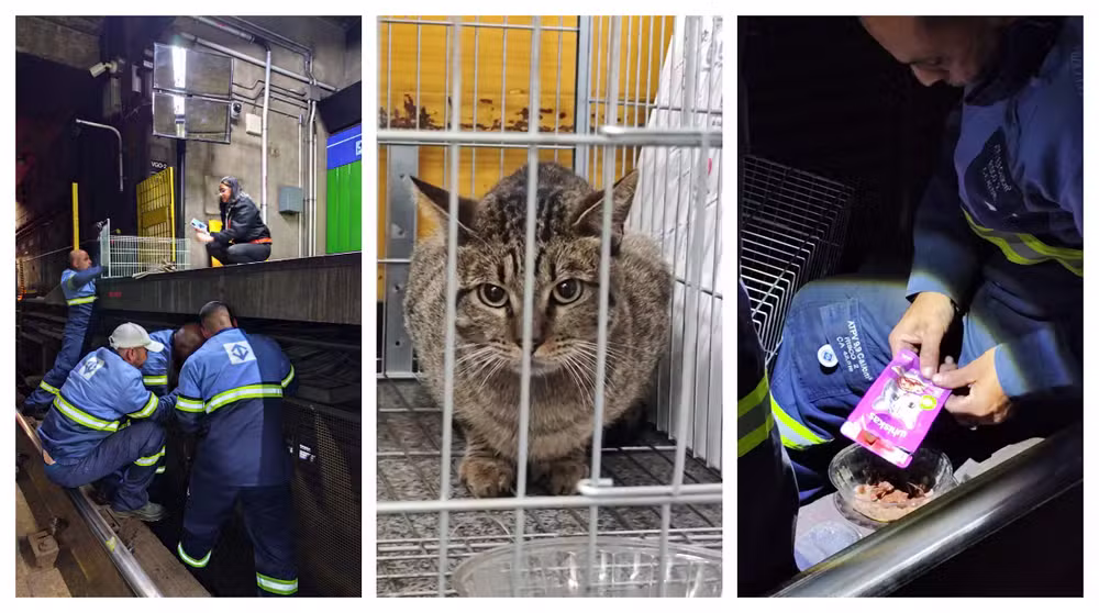 Gato é resgatado de trilhos do Metrô em SP e funcionários se mobilizam para conseguir adoção