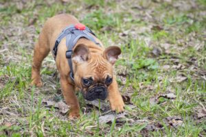 Bronquite em cães e gatos: como identificar os sinais e quando buscar atendimento veterinário